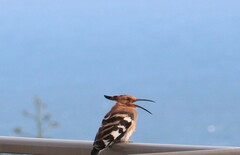 Upupa epops africana