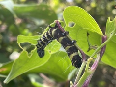 Tinolius eburneigutta