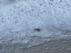 Pseudoedophrys hilleri