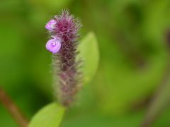 Rostellularia procumbens