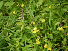 Rostellularia procumbens
