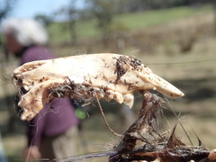 Trichosurus vulpecula