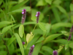 Rostellularia procumbens