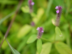 Rostellularia procumbens