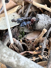 Camponotus cruentatus