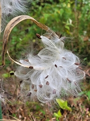 Asclepias tuberosa