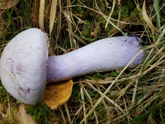Cortinarius violaceus