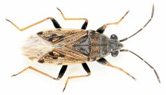 Peritrechus gracilicornis