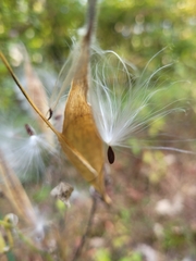 Asclepias tuberosa