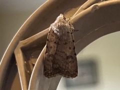 Caradrina clavipalpis