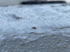 Pseudoedophrys hilleri
