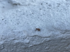 Pseudoedophrys hilleri