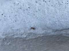 Pseudoedophrys hilleri