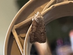 Caradrina clavipalpis