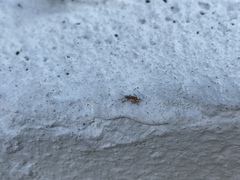 Pseudoedophrys hilleri