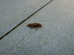 Platydracus maculosus