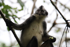 Presbytis thomasi