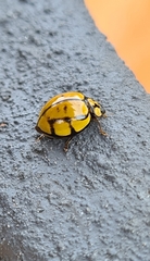 Harmonia testudinaria