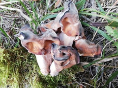 Gyromitra infula