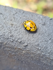 Harmonia testudinaria