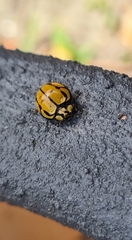 Harmonia testudinaria