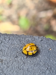 Harmonia testudinaria