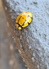 Harmonia testudinaria