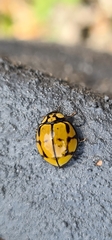 Harmonia testudinaria