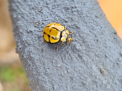 Harmonia testudinaria