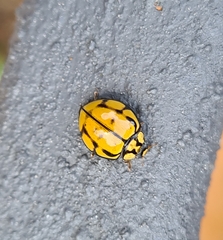 Harmonia testudinaria