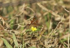 Perithemis tenera