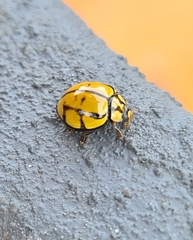 Harmonia testudinaria