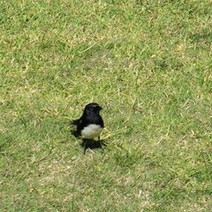 Rhipidura leucophrys