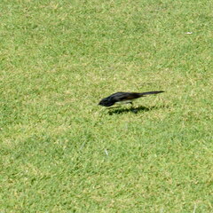 Rhipidura leucophrys