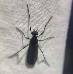 Penthetria heteroptera