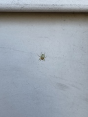 Araniella displicata