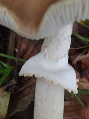 Amanita franchetii