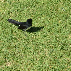 Rhipidura leucophrys