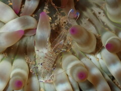 Periclimenes aegylios