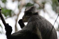 Presbytis thomasi