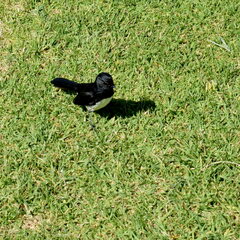 Rhipidura leucophrys