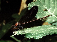 Calopteryx haemorrhoidalis