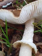 Amanita franchetii