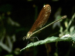 Calopteryx haemorrhoidalis