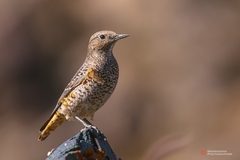 Monticola saxatilis
