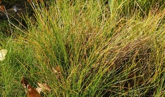 Eleocharis quinqueflora
