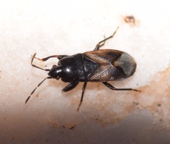 Plinthisus coracinus