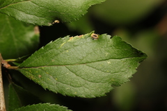 Eriophyes similis