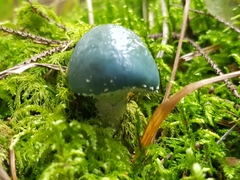 Stropharia aeruginosa