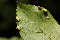 Eriophyes similis
